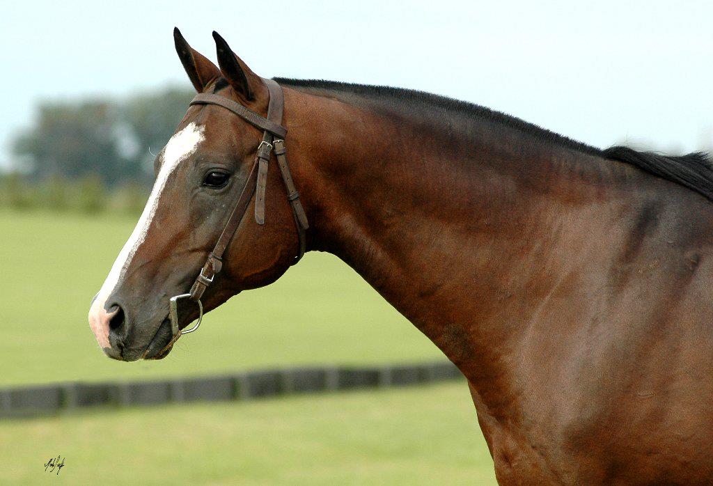 He is Dorreguero Muñeco, the polo satalion 